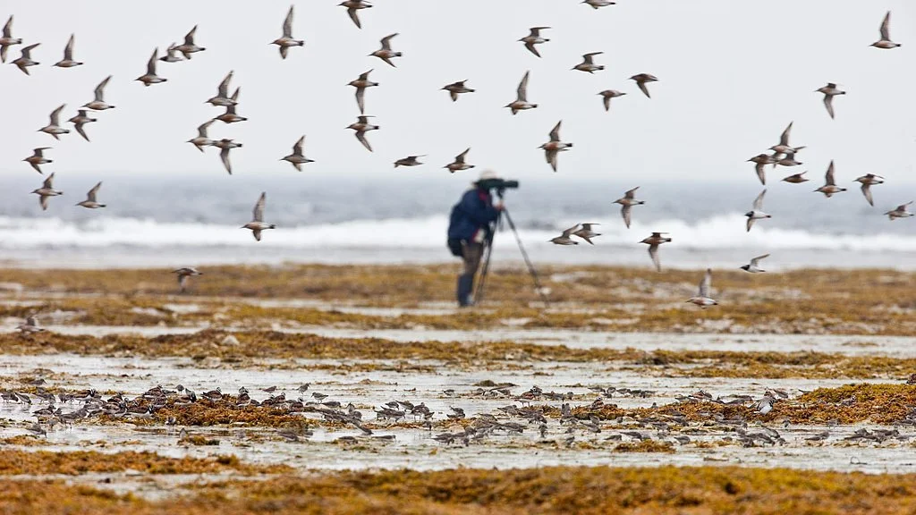 Marin: Christmas Bird Count