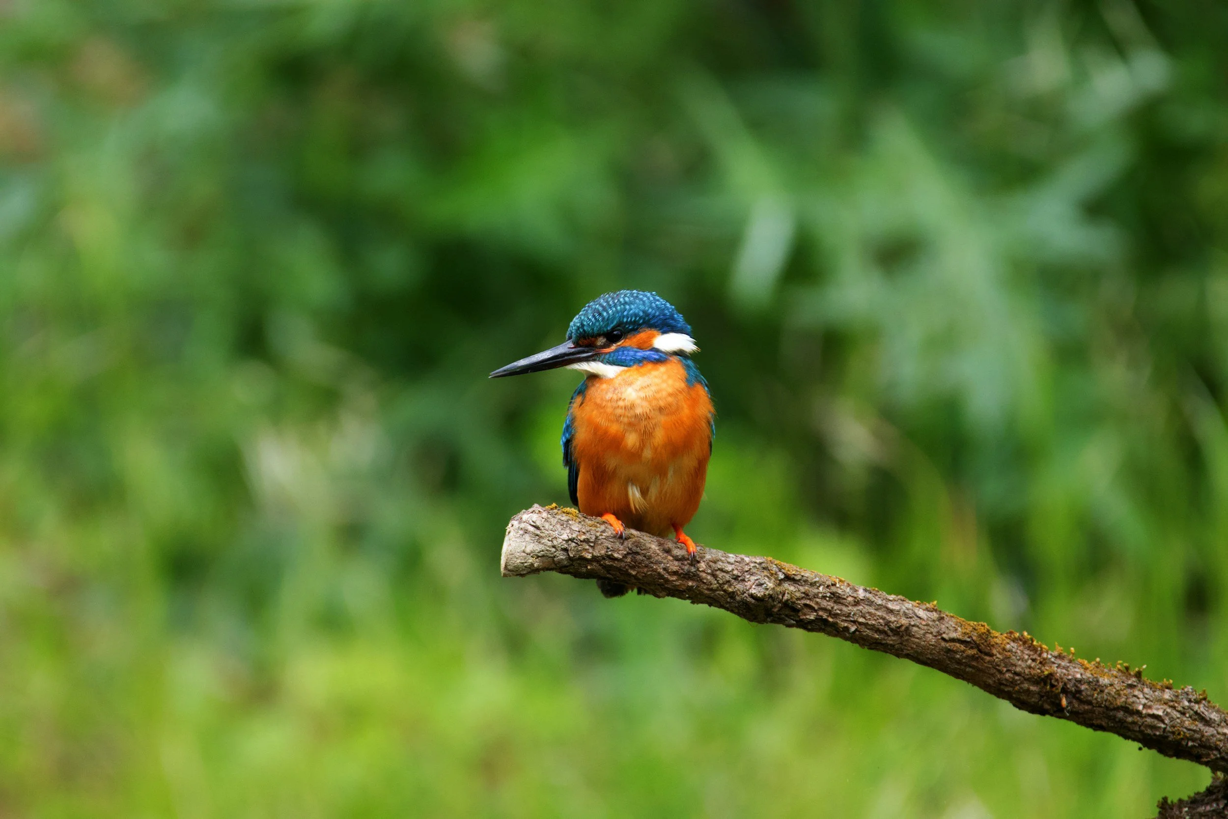 Bolinas and Stinson Beach: Christmas Bird Count