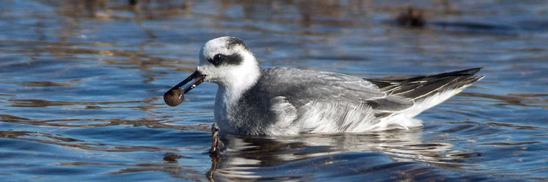 Southern Marin Christmas Bird Count