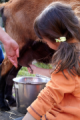 Goat Milking
