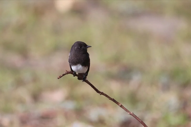 Birding Walk: Migration and habitats