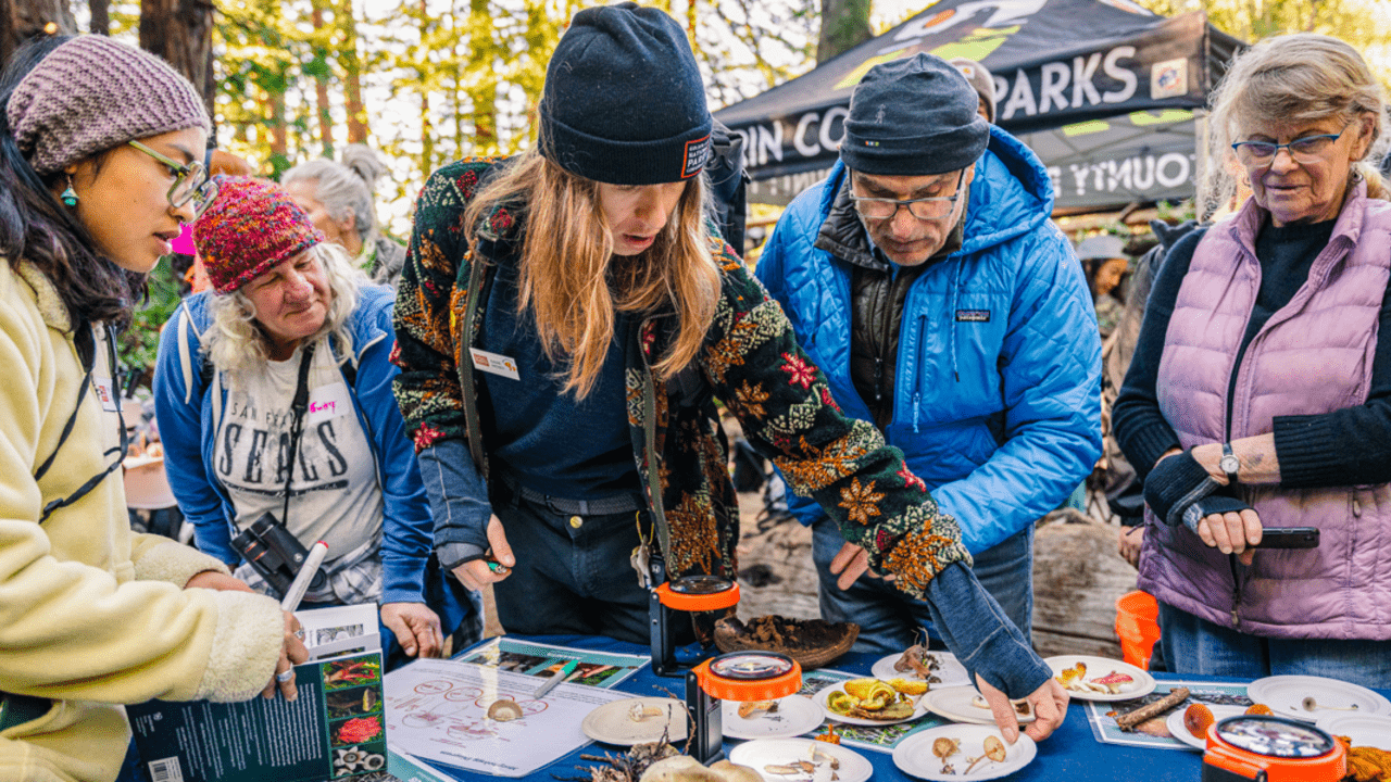 San Geronimo: Fungi Bioblitz at Roy's Redwoods