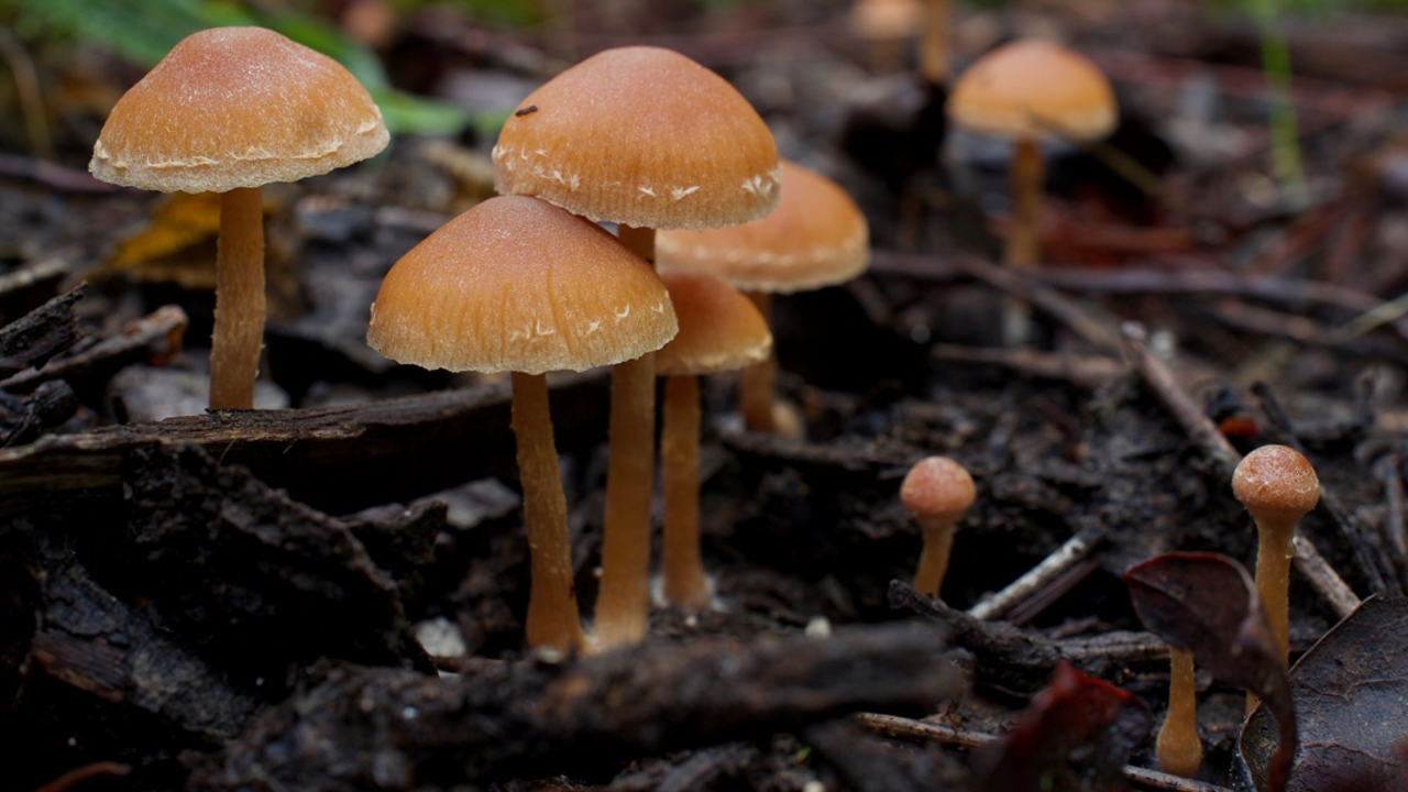 San Francisco: Fungus Fair at Presidio Tunnel Tops