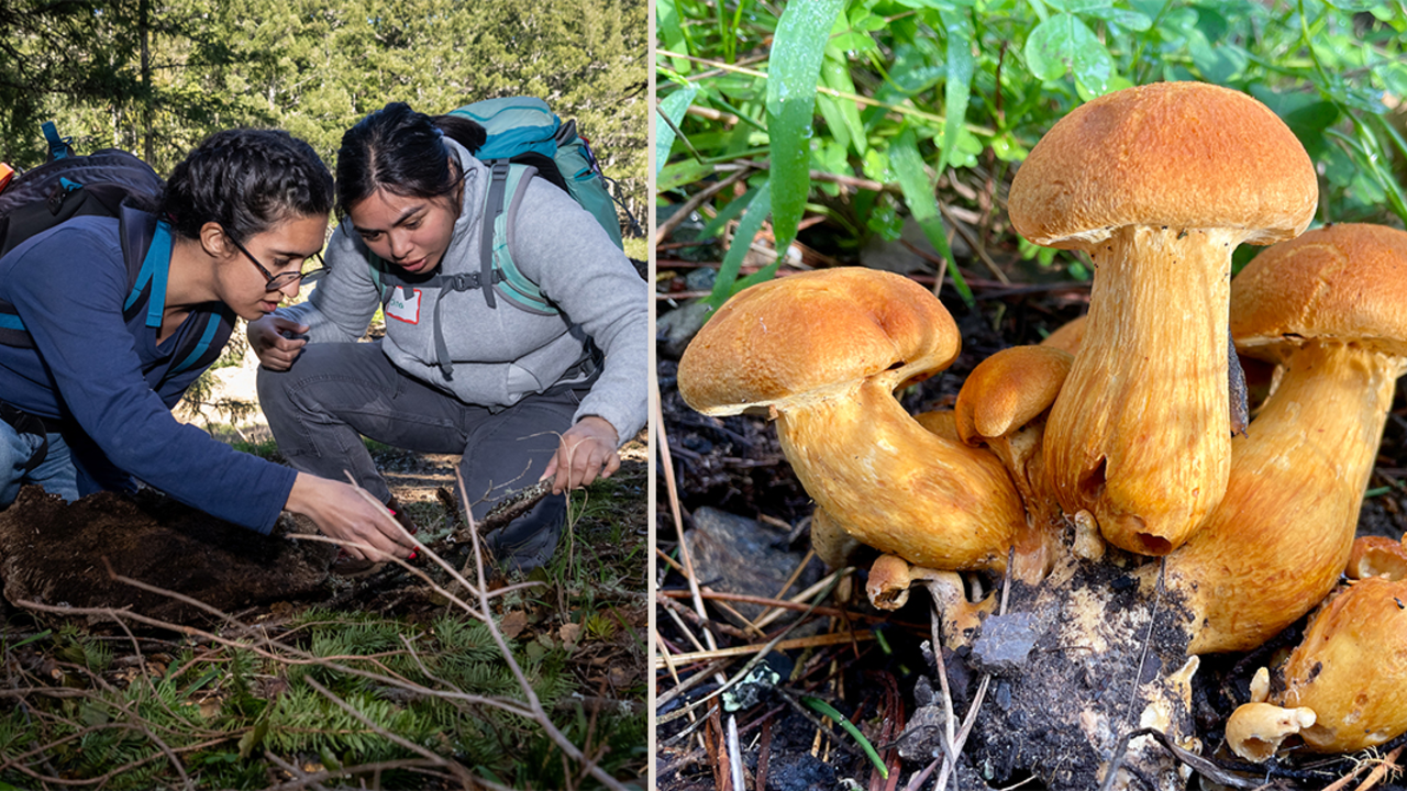 San Francisco: Fungi Walk in the Presidio