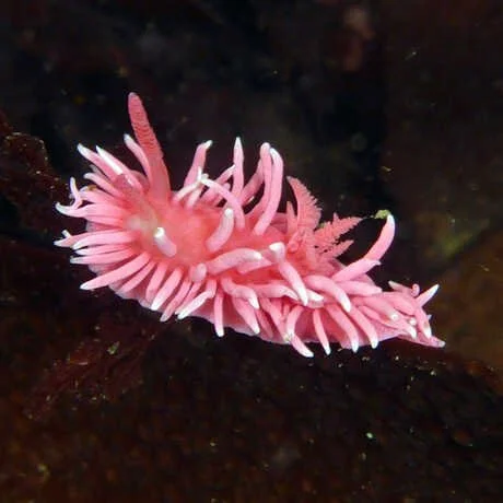 Sea Slug Search Tidepooling