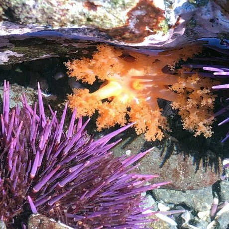 Snapshot Cal Coast Tidepooling Bioblitz 