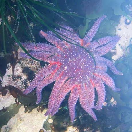 Solstice Sea Star Search