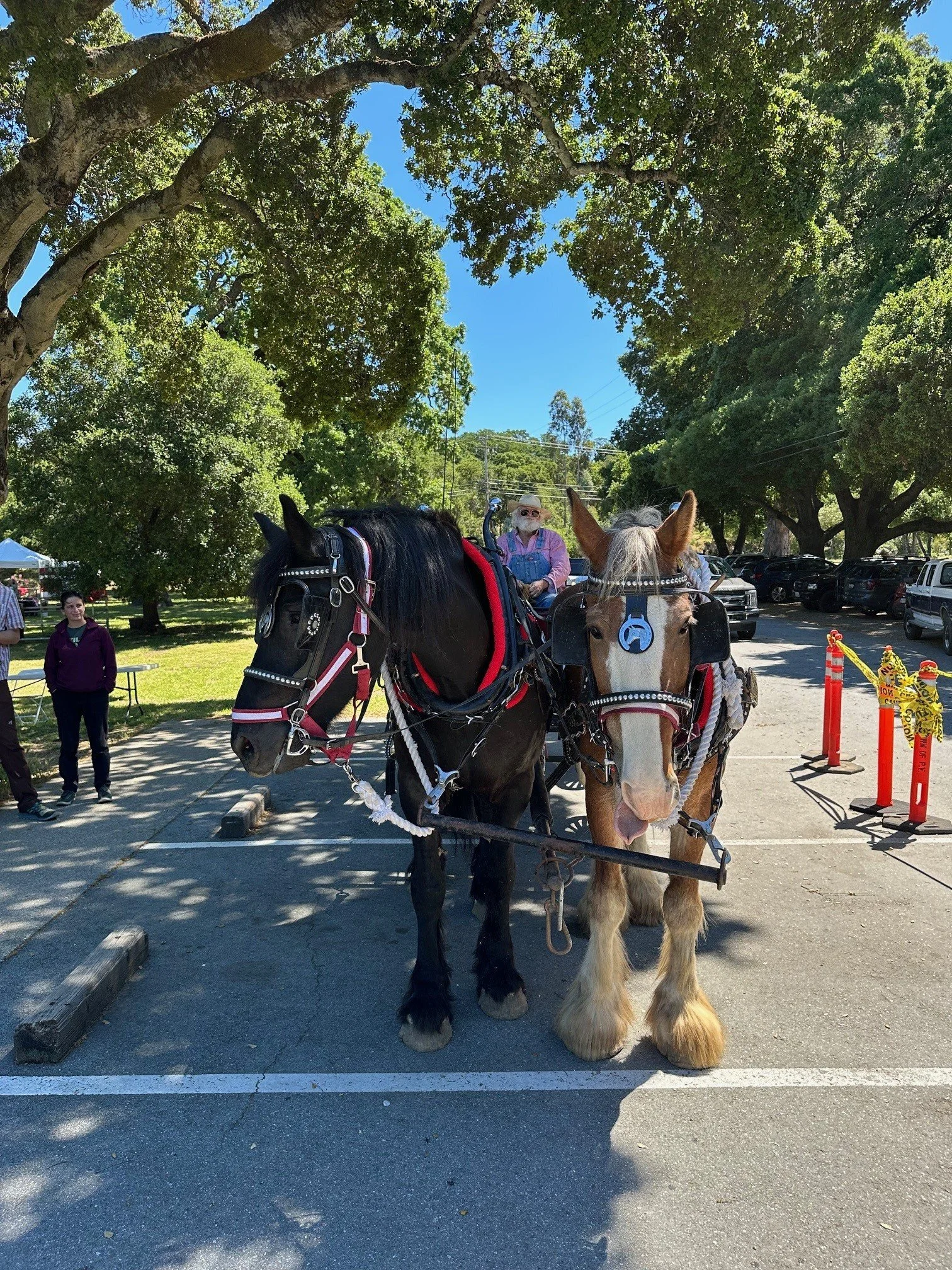 Portola Valley Horse Fair