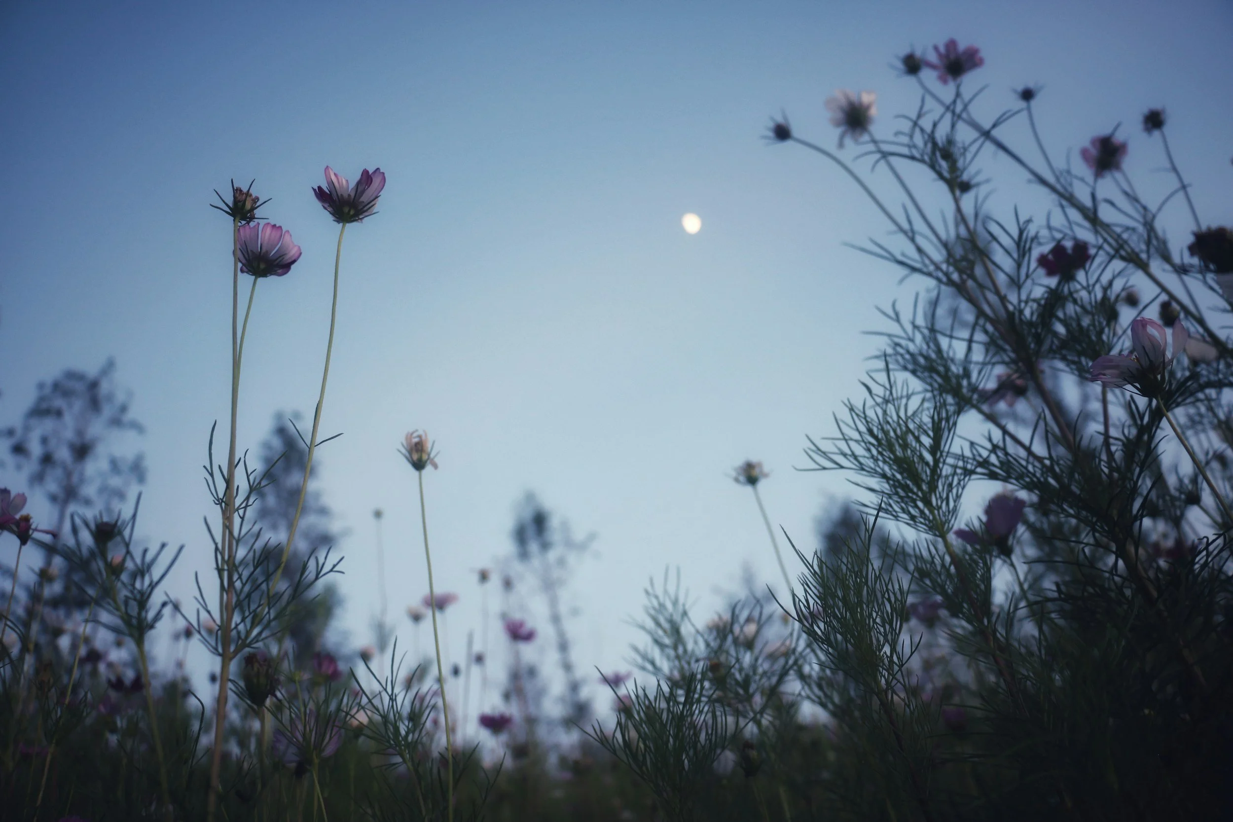 FAIRFAX: A Midsummer Night’s Dream