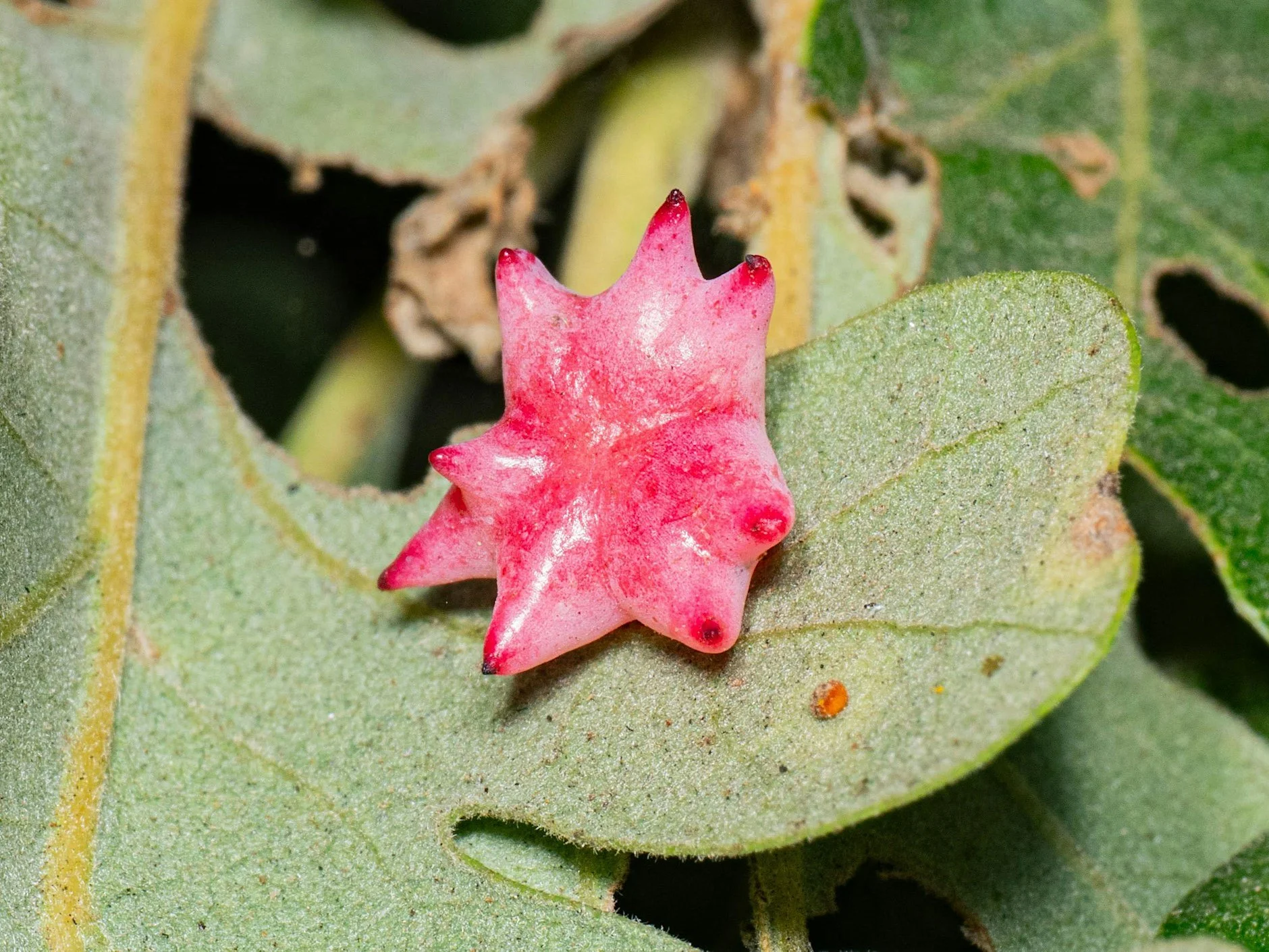 Shady Oaks BioBlitz
