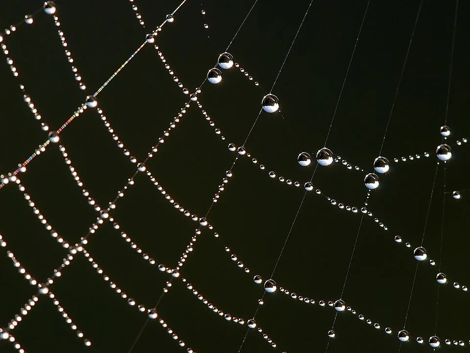 Junior Rangers: Get caught in our web!