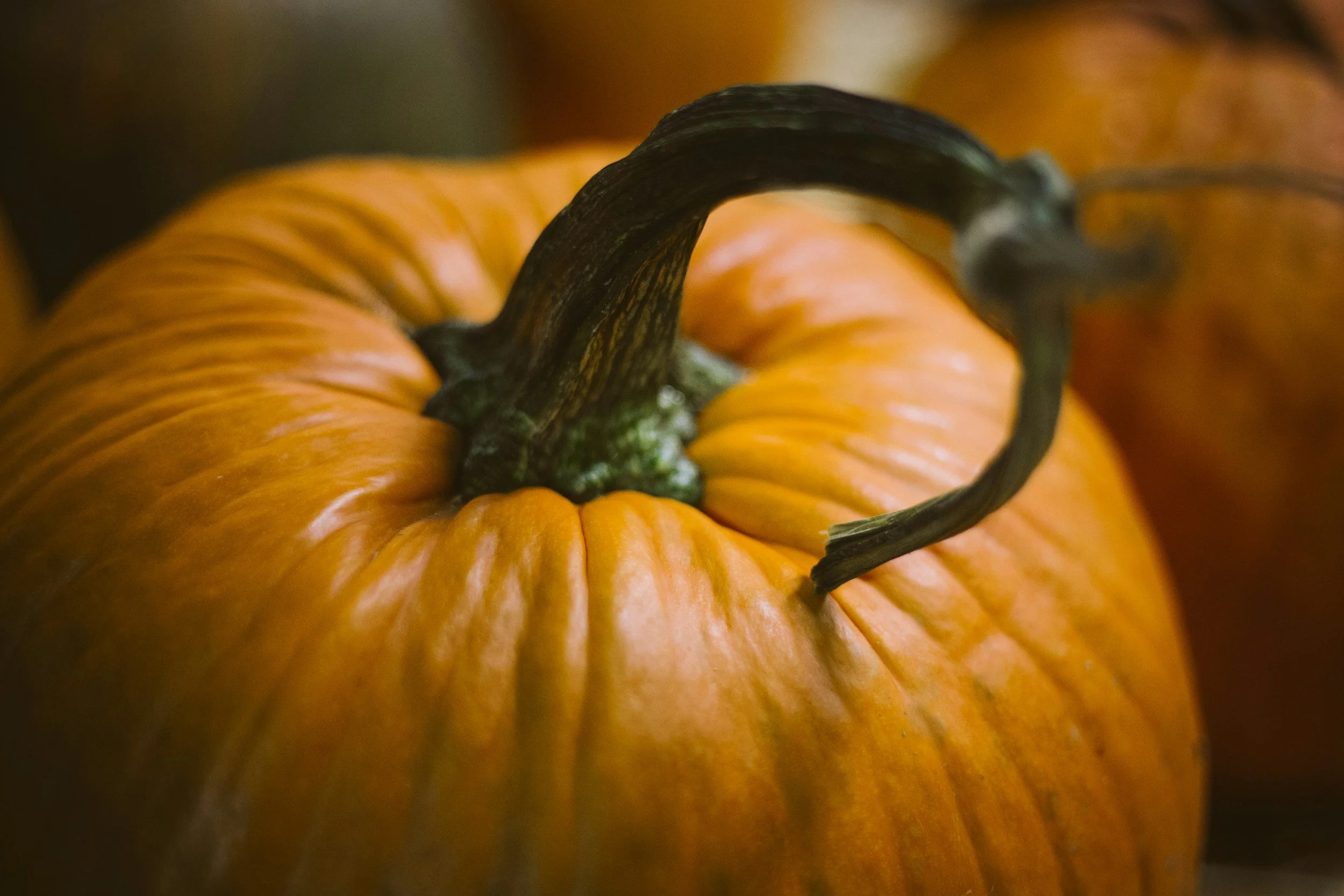 San Leandro Pumpkin Splash