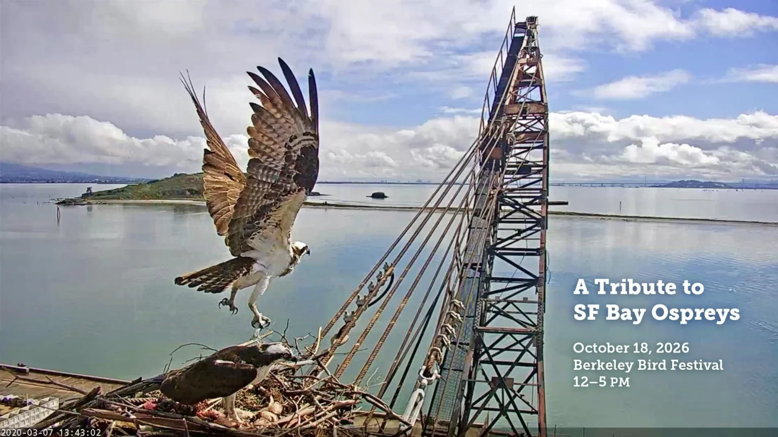 A Tribute to SF Bay Ospreys