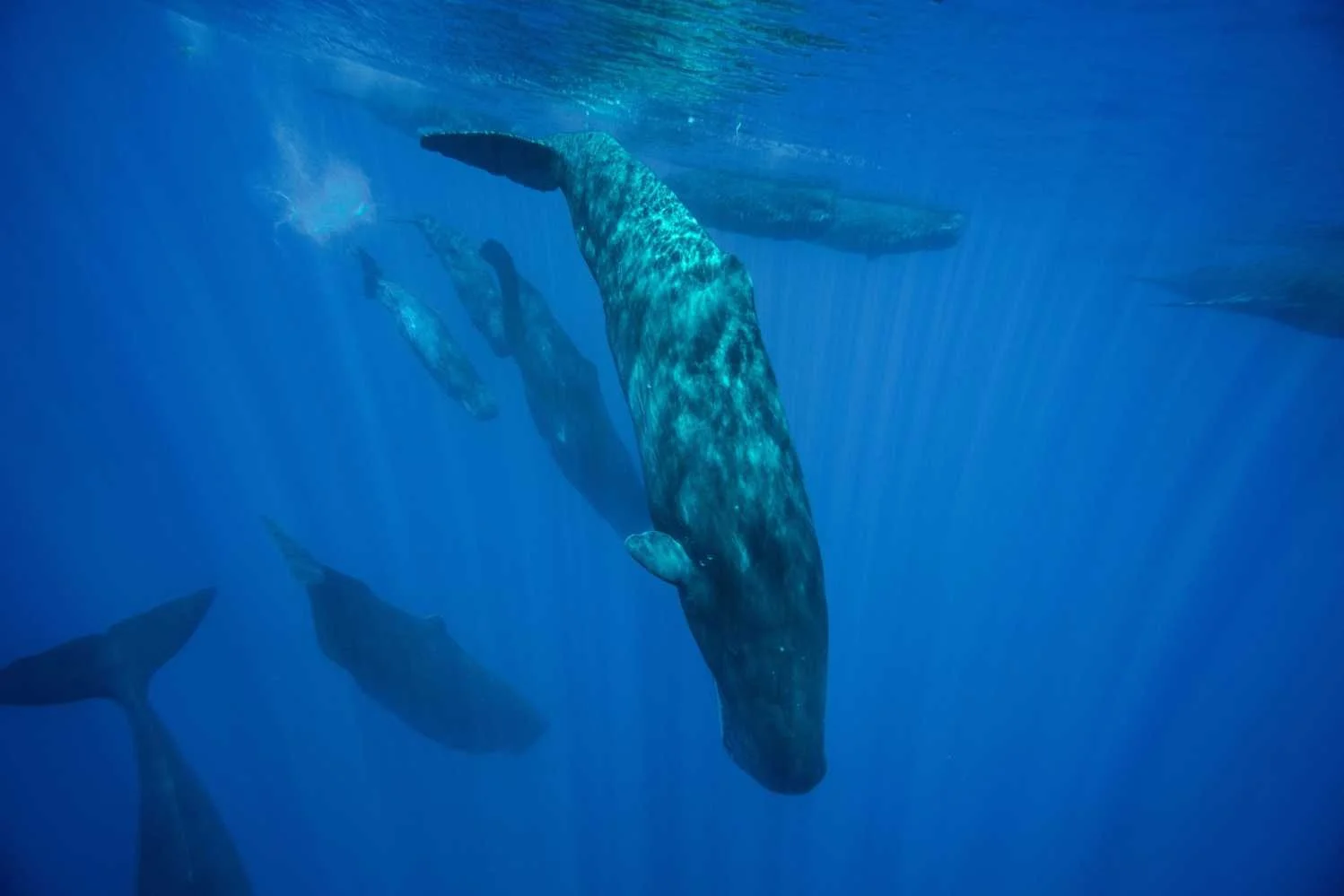 Mythical Marine Mammals