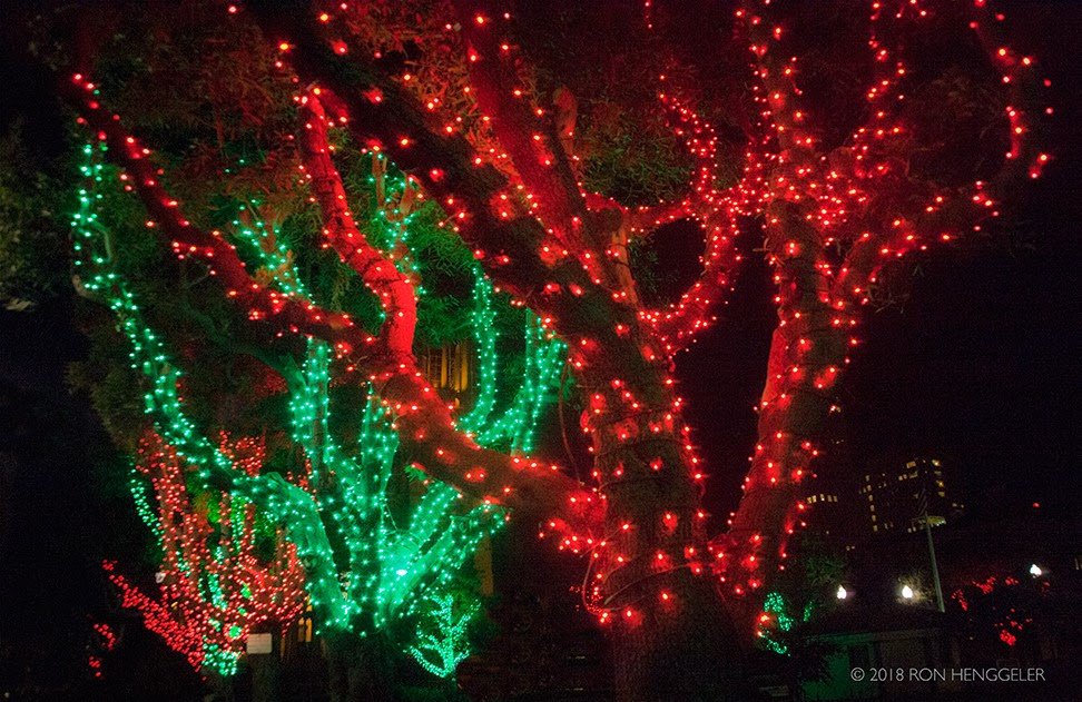 San Francisco Holiday Tree Lighting
