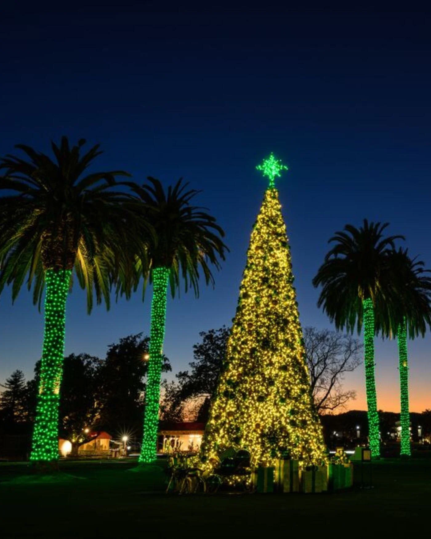 Napa Christmas Tree Lighting Ceremony