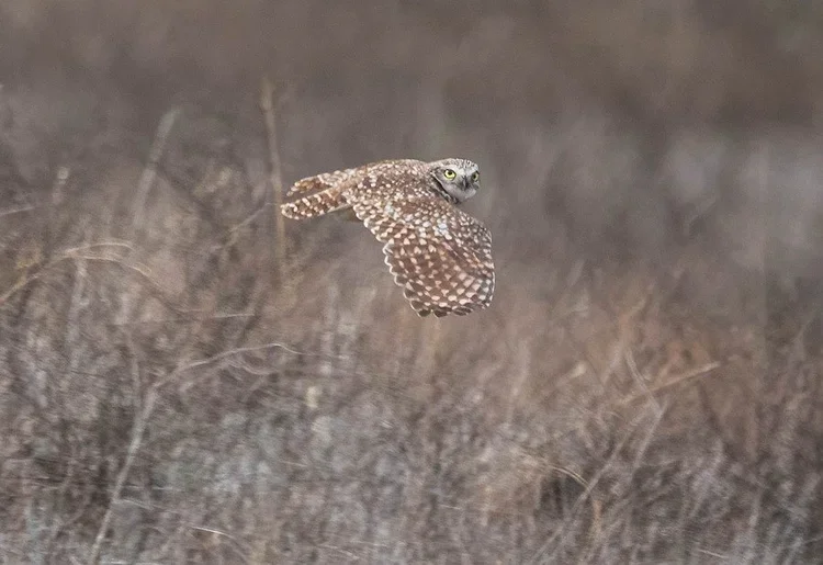 San Jose: Christmas Bird Count