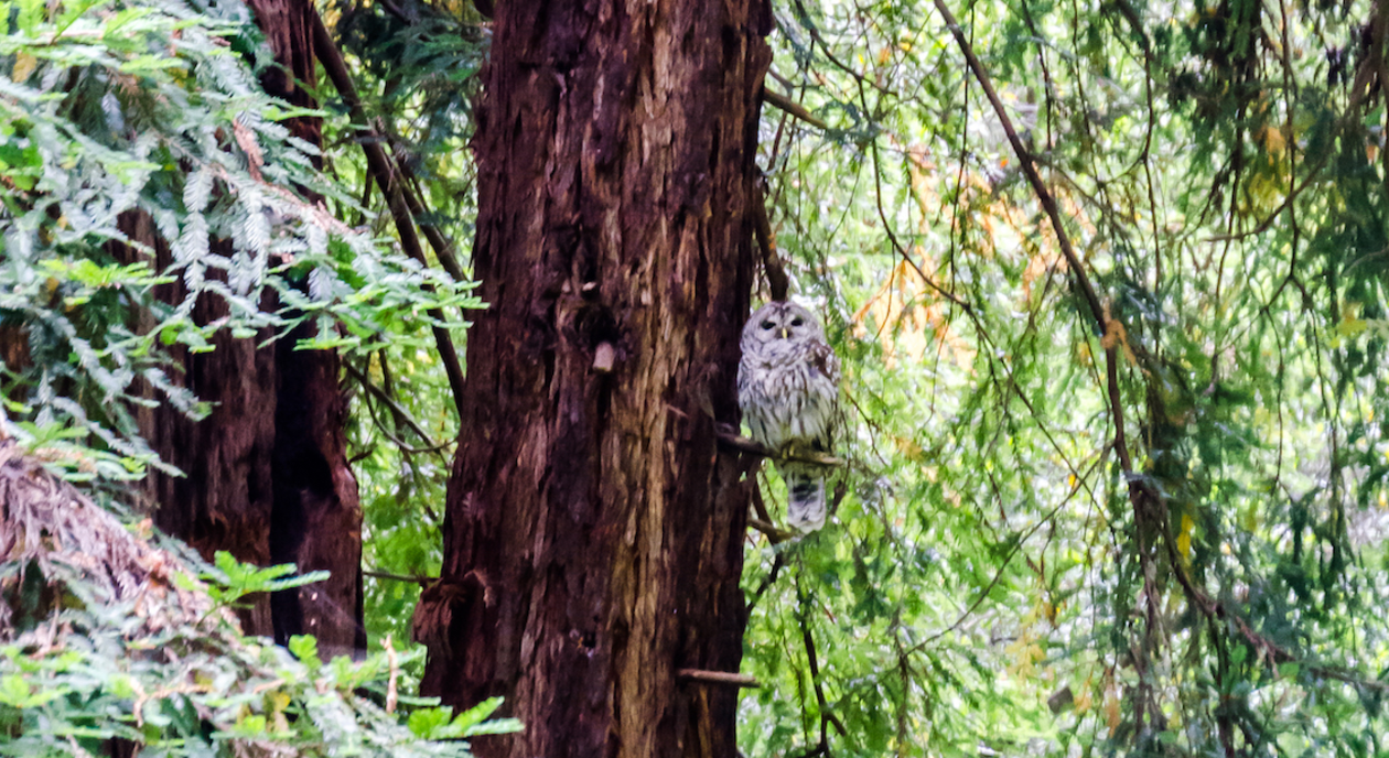 Muir Woods Night Tour