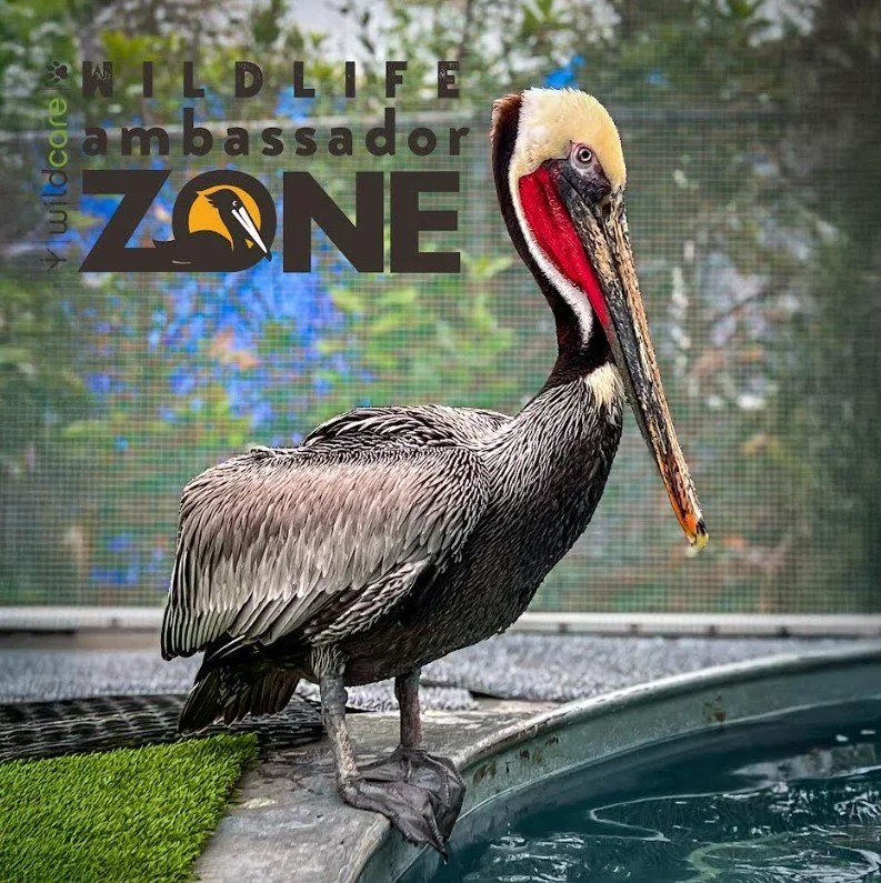 WildCare’s Ambassador Zone Grand Opening
