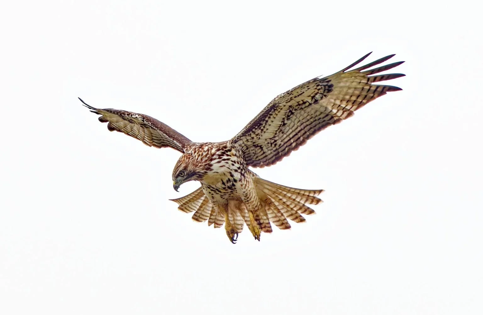 Observing Raptors