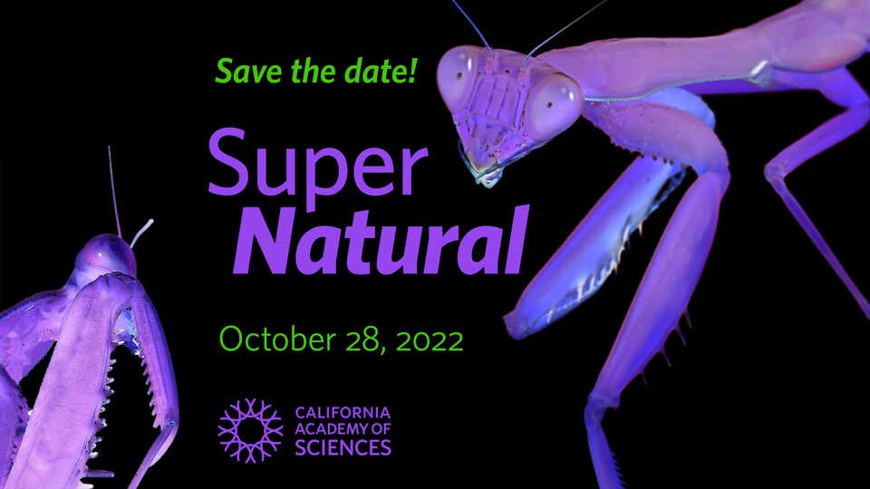 SuperNatural is back for an in-the-flesh event!
