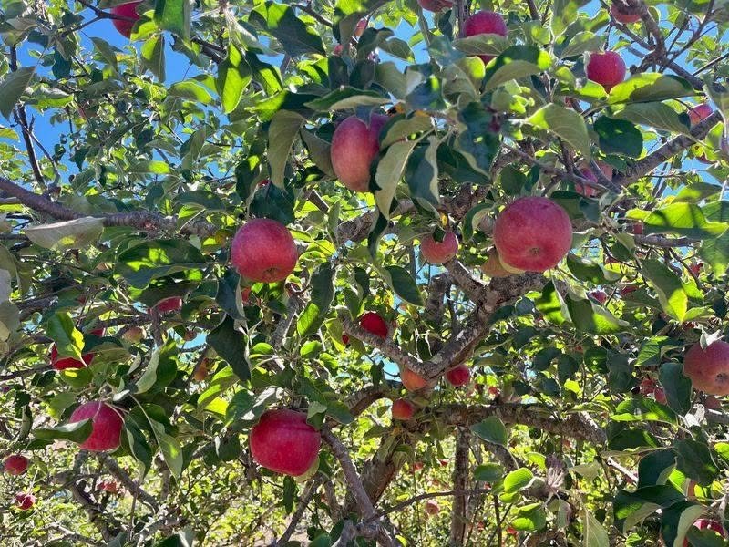 Garin Apple Festival