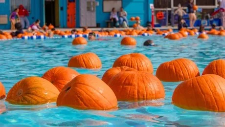 Berkeley Floating Pumpkin Patch