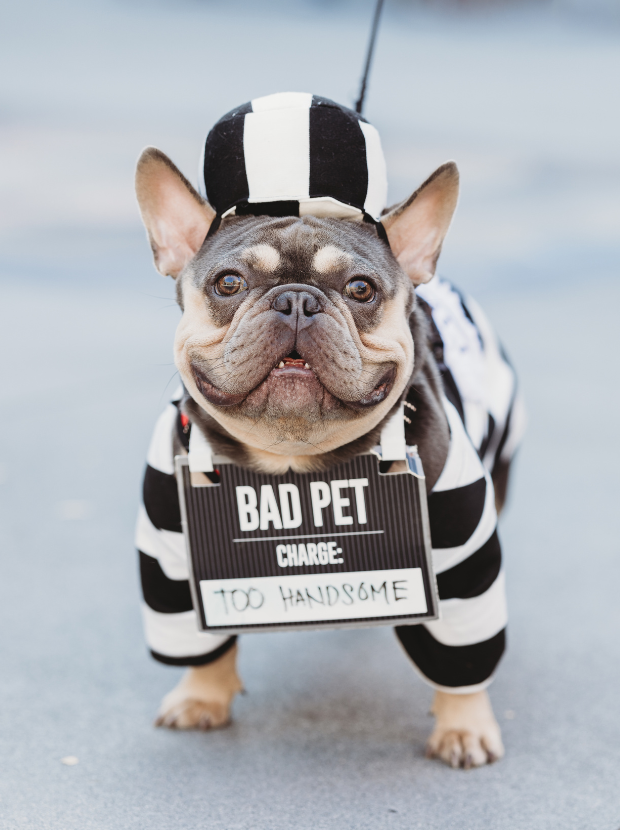 San Ramon: Howl-O-Ween Costumed Pet Parade