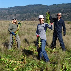 Bolinas Coastal Cleanup at Kent Island