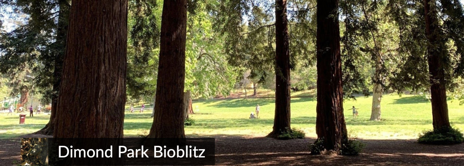 Dimond Park Bioblitz