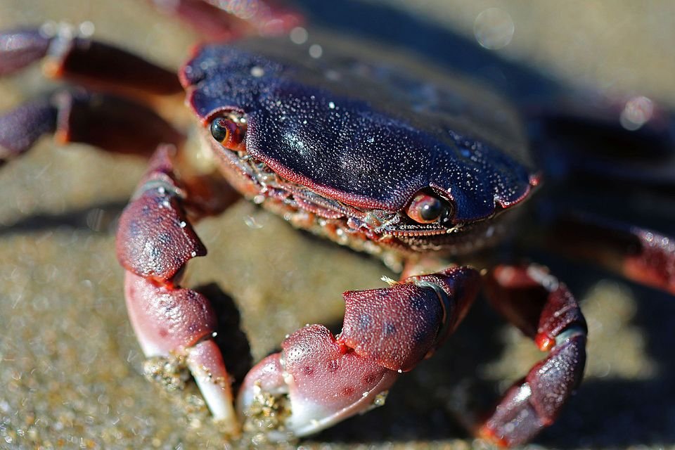 Junior Ranger Program- explore a hidden beach!
