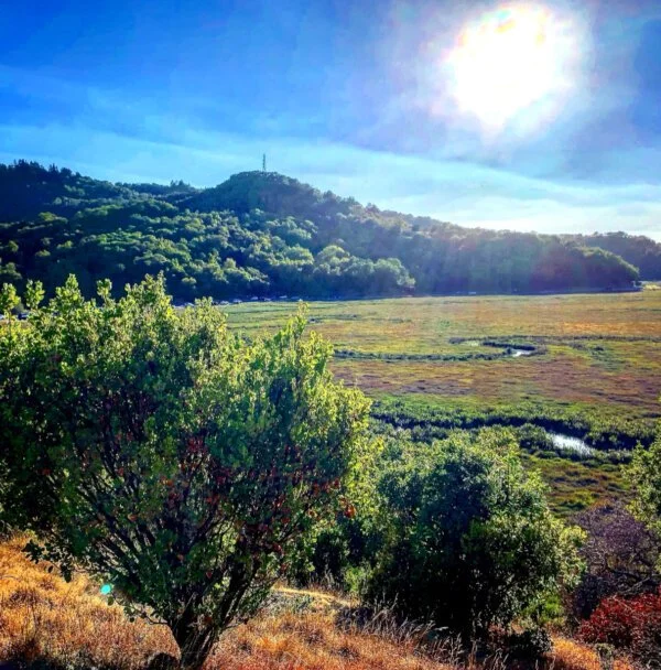 San Rafael: Thanksgiving Couch Escape