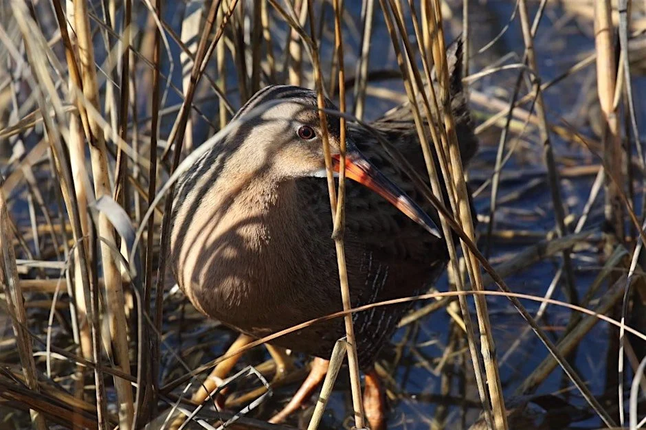 Oakland: Birding Lake Merritt, and Arrowhead Marsh at High Tide