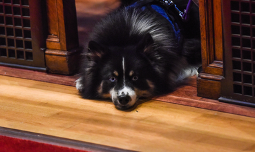 St. Ignatius Church Blessing of the Animals