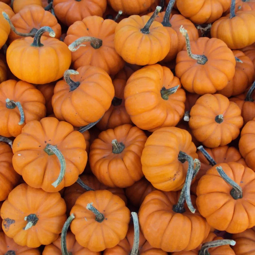 Palo Alto: Halloween Magic