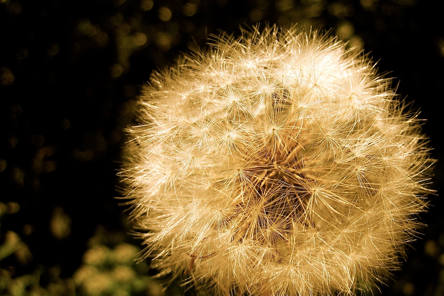dandelion.JPG