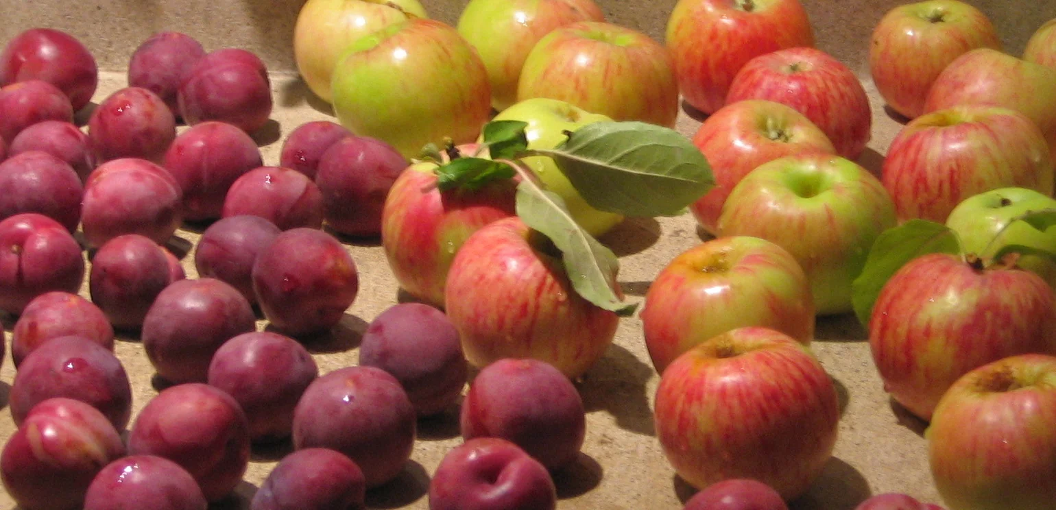 fruit2.jpg