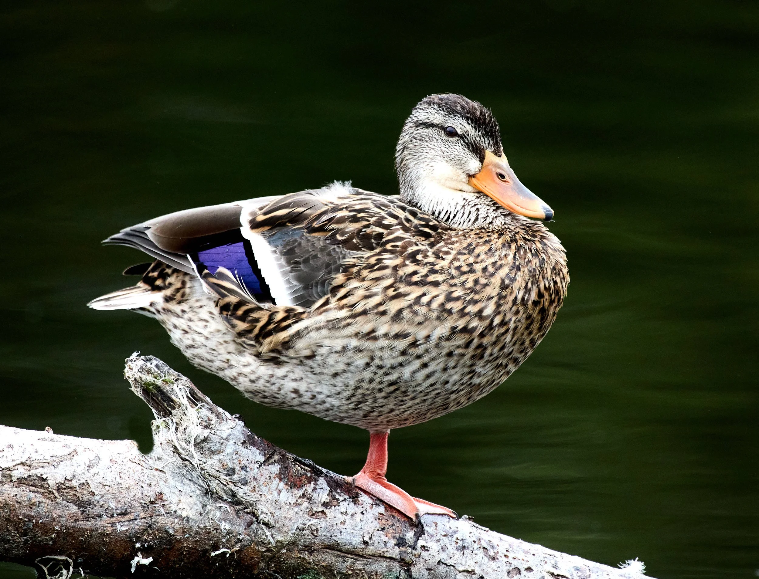 202309123_san_simeon_birds_ 325.jpg