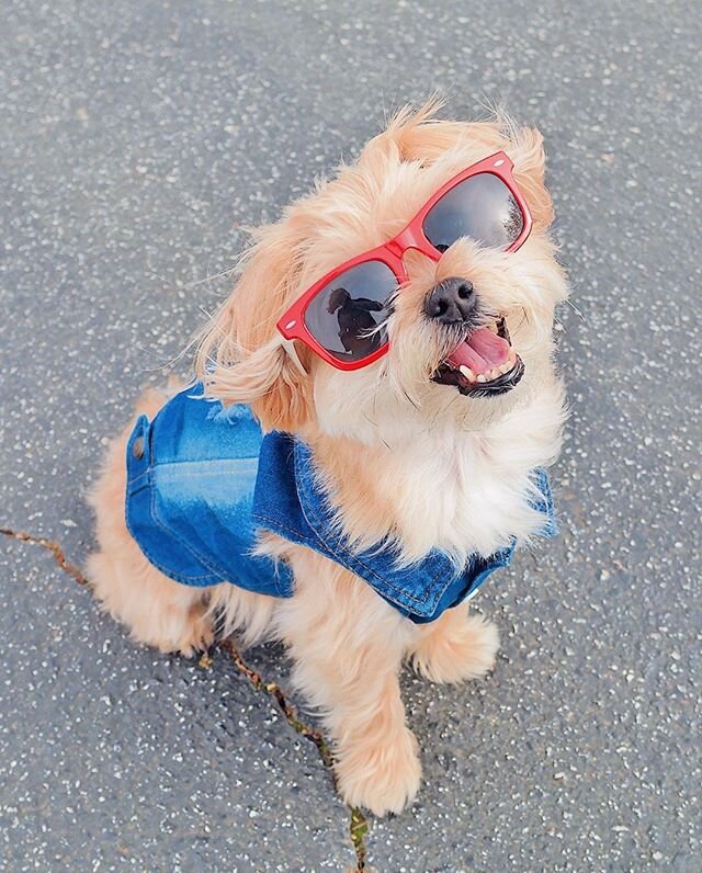 We're all #stuckathome but for our fur friends are all smiles. Share your best pup or pet quarantine pic using #InfluencingTheCurve!⠀⠀⠀⠀⠀⠀⠀⠀⠀
⠀⠀⠀⠀⠀⠀⠀⠀⠀
Reposting @rambothepuppy⠀⠀⠀⠀⠀⠀⠀⠀⠀
when you get all dressed up just to walk around the block and wa