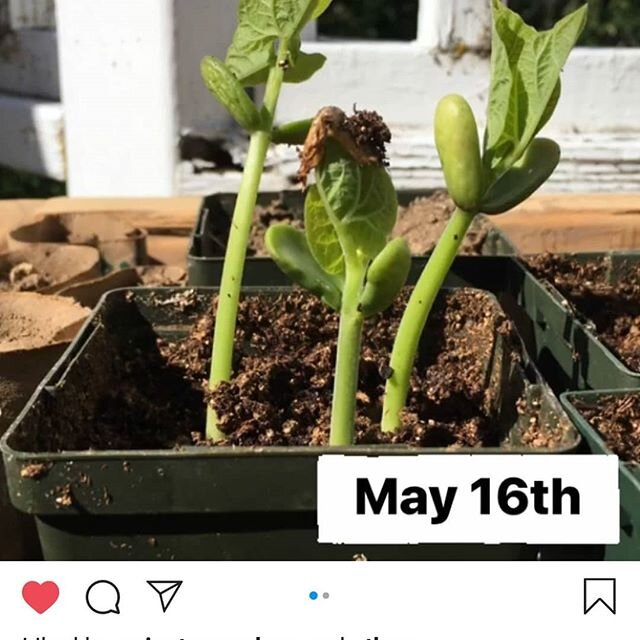 SHOW US YOUR #COVIDGARDEN!
This one is from @newcastlefarmgirl: &quot;It's amazing what a month can do! I love looking back at the dates of all my garden photos. I'm always shocked at the amount of growth.&quot;