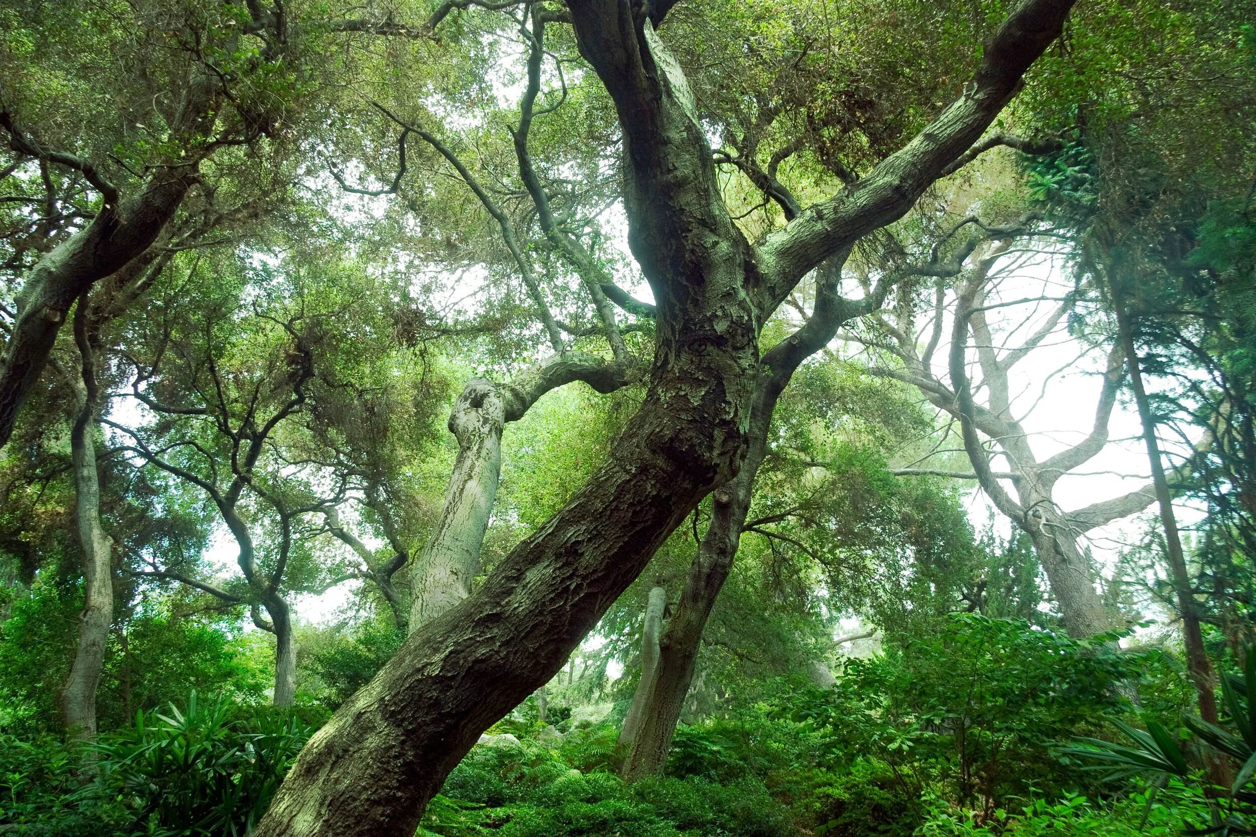 MB Forest Branches.jpeg