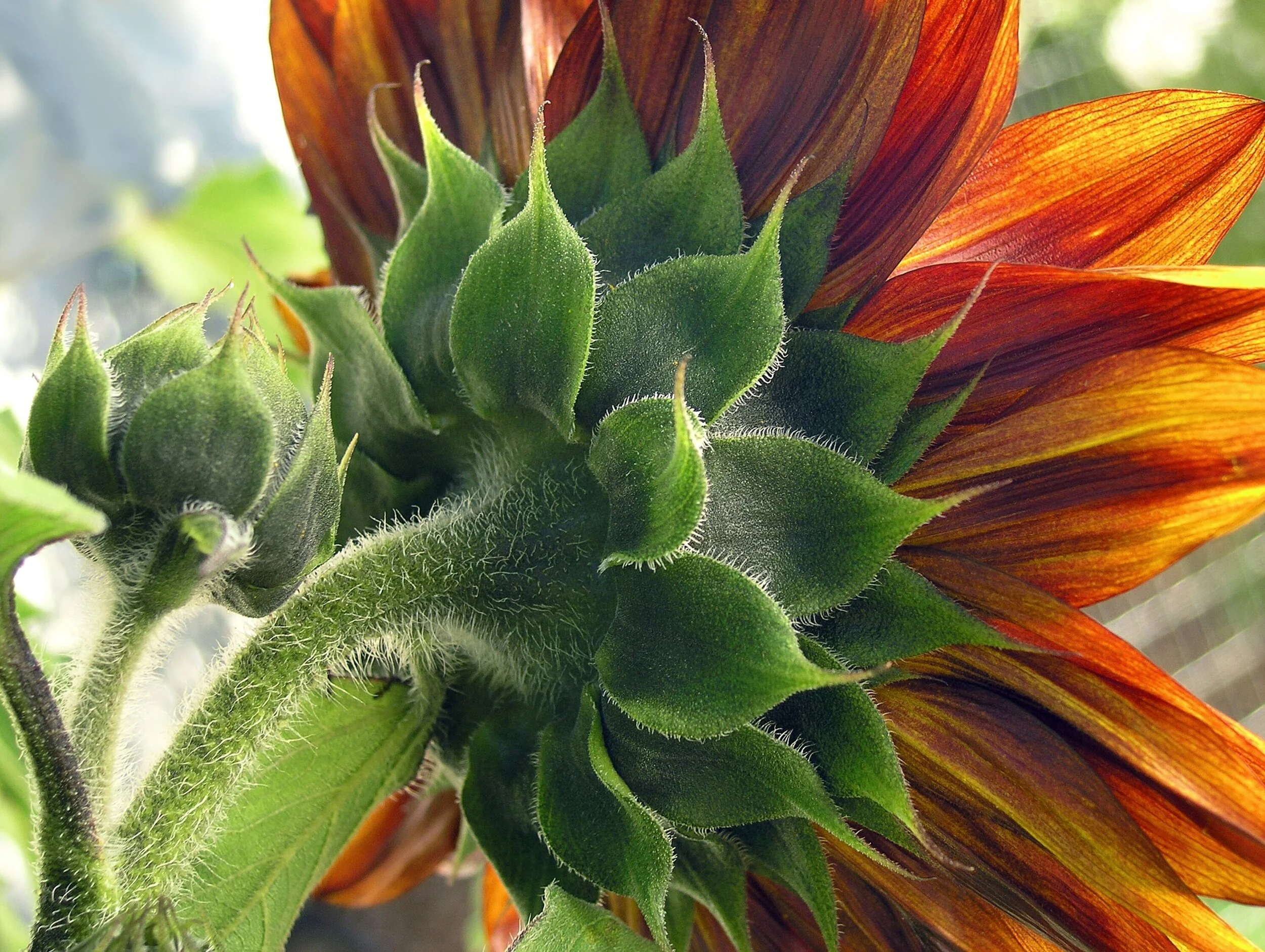 MB Sunflower Back.jpeg