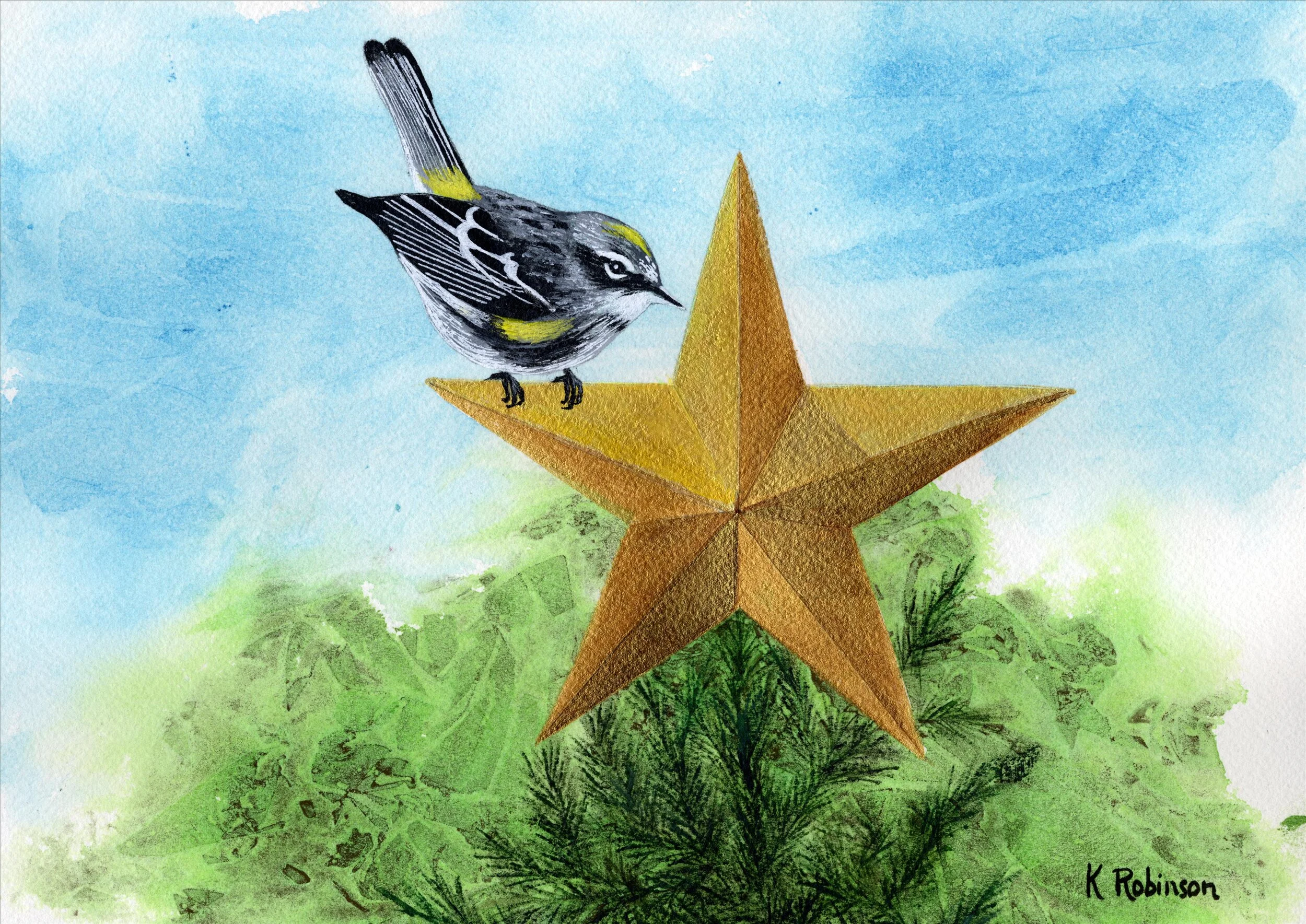 Warbler Xmas Star.jpeg