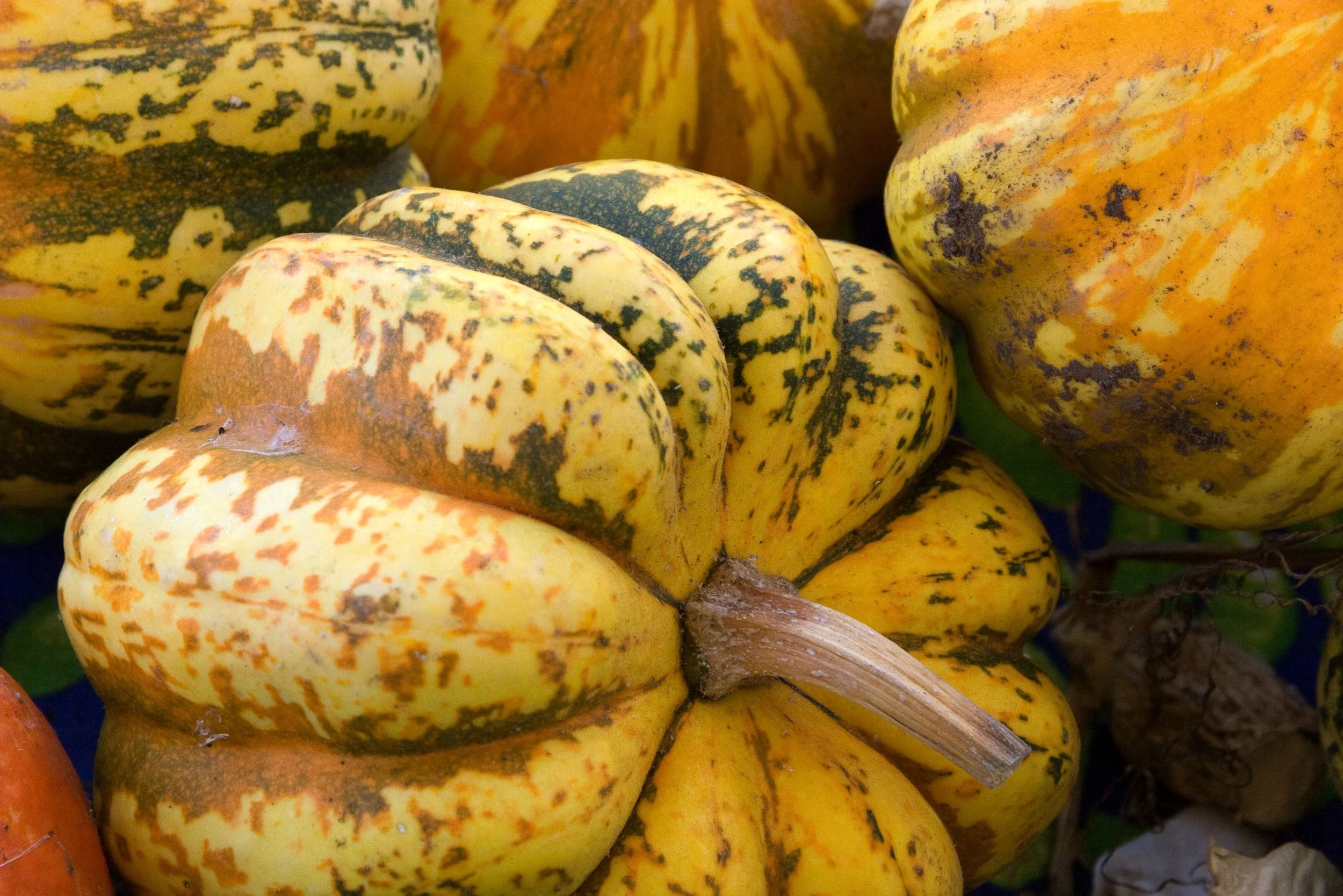 MB Veggies Squash.jpeg