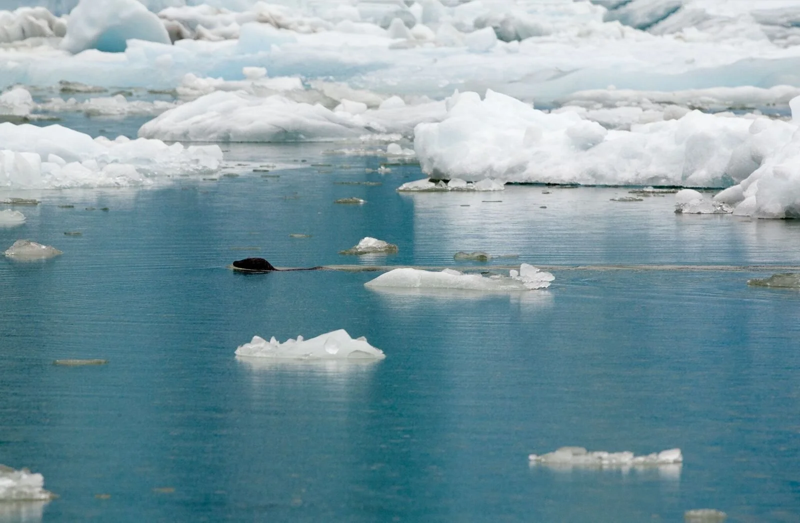 MB Sea Lion Ice.jpeg