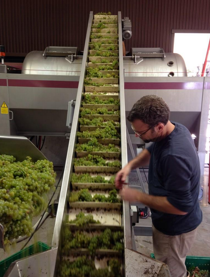 Sauvignon Blanc going through the sorting line