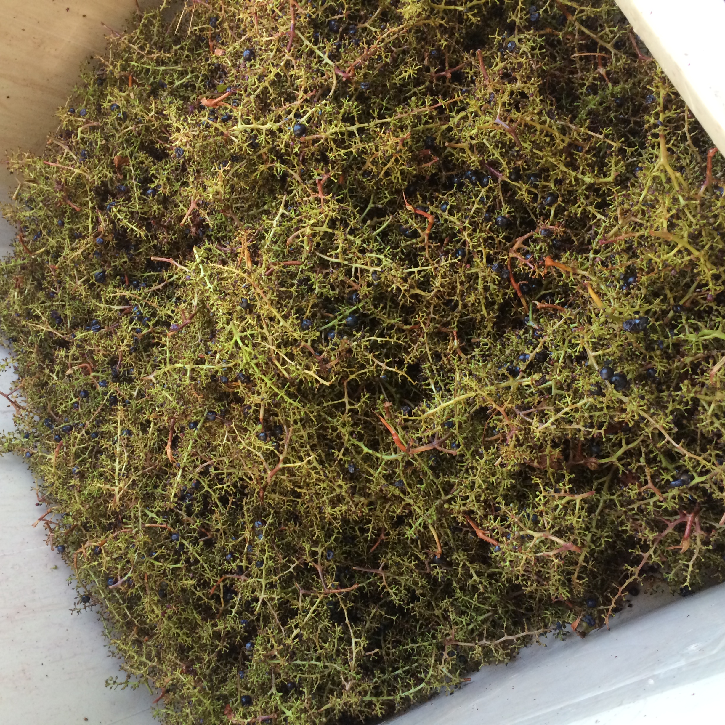 Grape stems after going through the destemmer