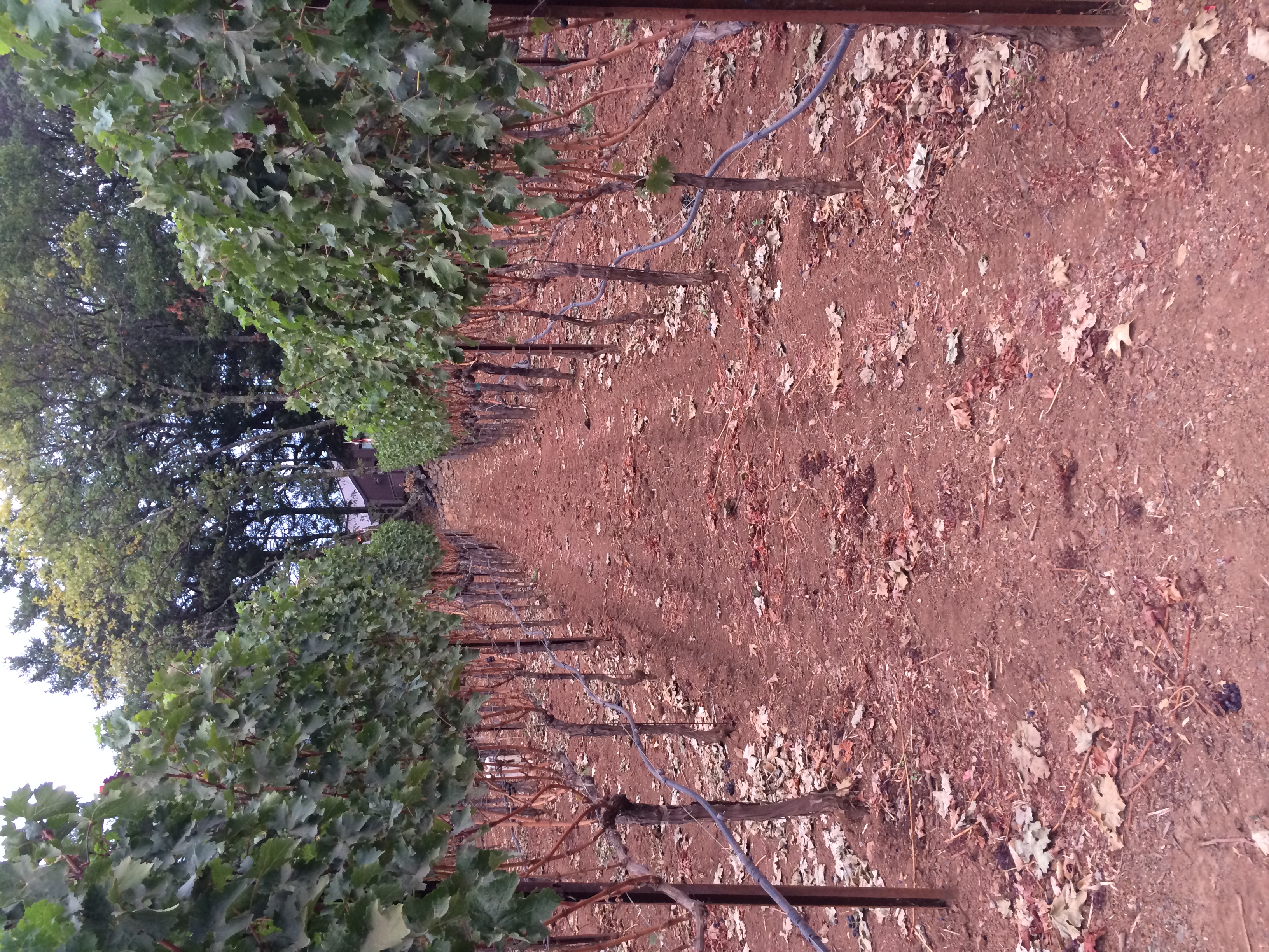 Cleanly picked vines - all the grapes are in!