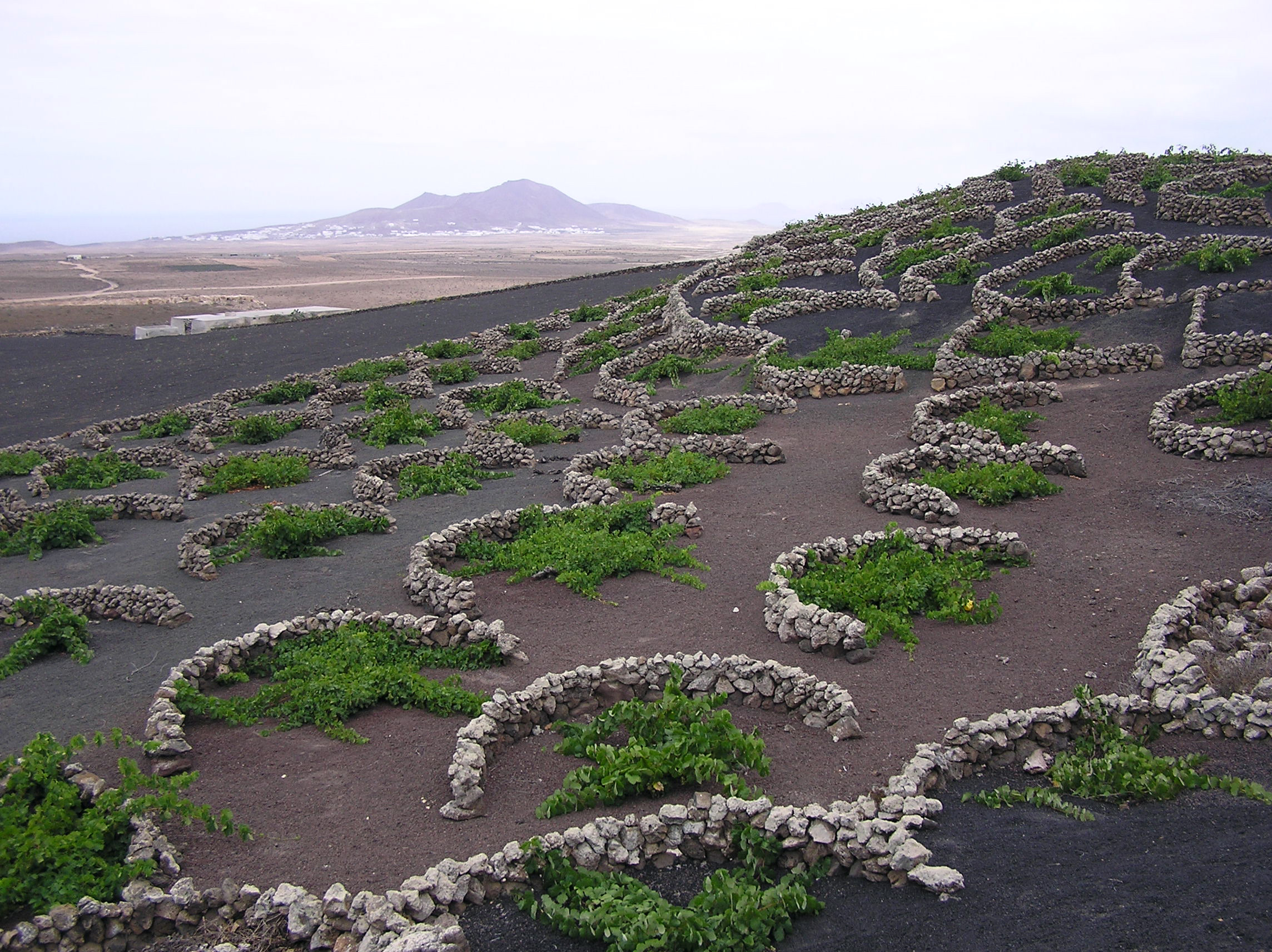 Vineyards in Lazarote, Canary Islands