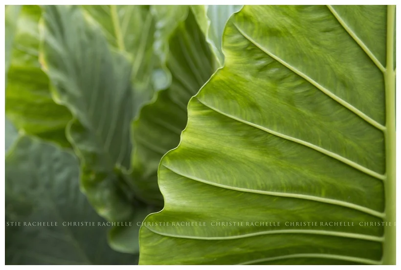 arneson-acres-palm-leaf.jpg